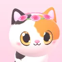 Calico, the main cat